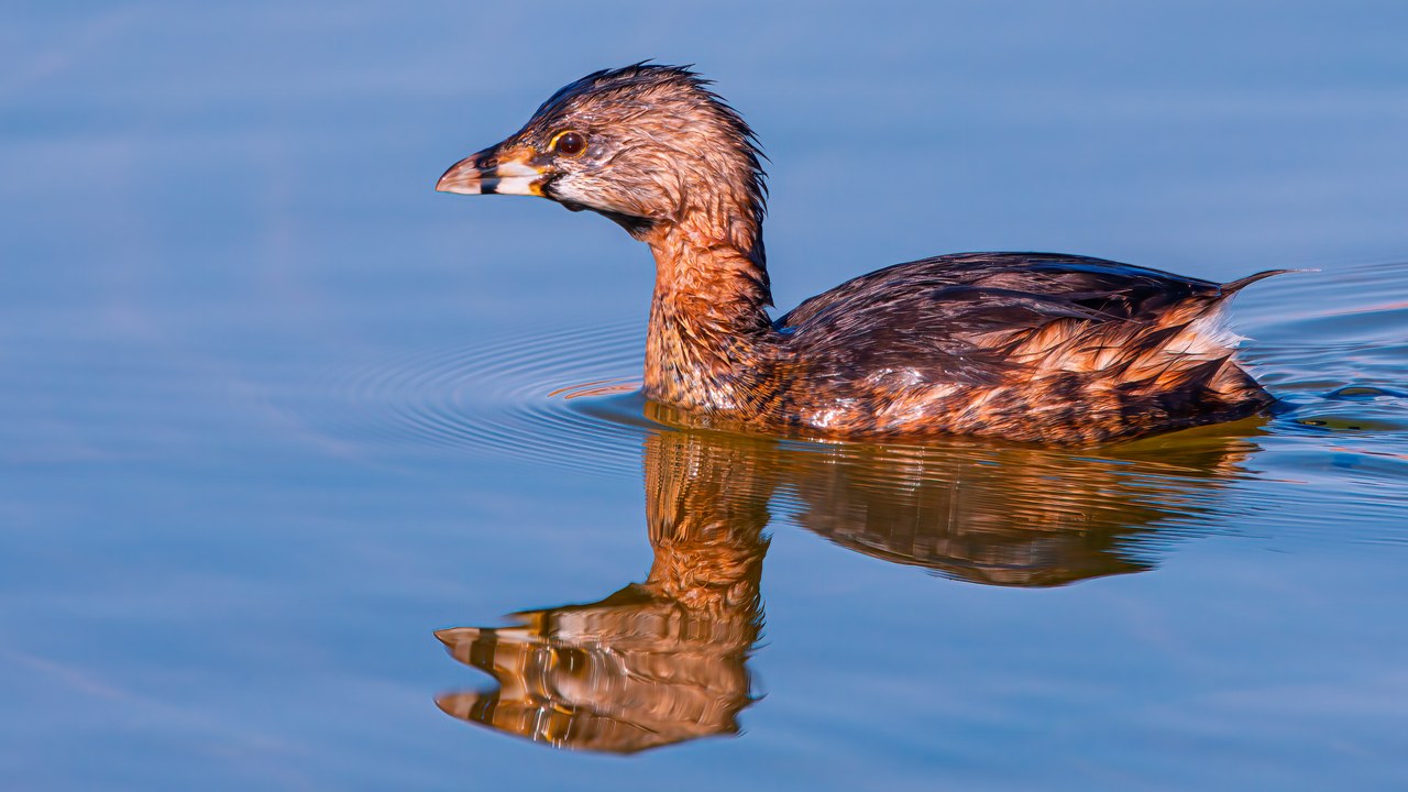 Pied-billed Grebe swimming on calm blue water with its reflection, a dark band showing on its pale, thick bill.