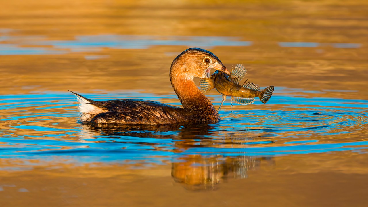 Pied-billed Grebe on calm water in warm golden light, holding a small fish in its thick, pale bill.