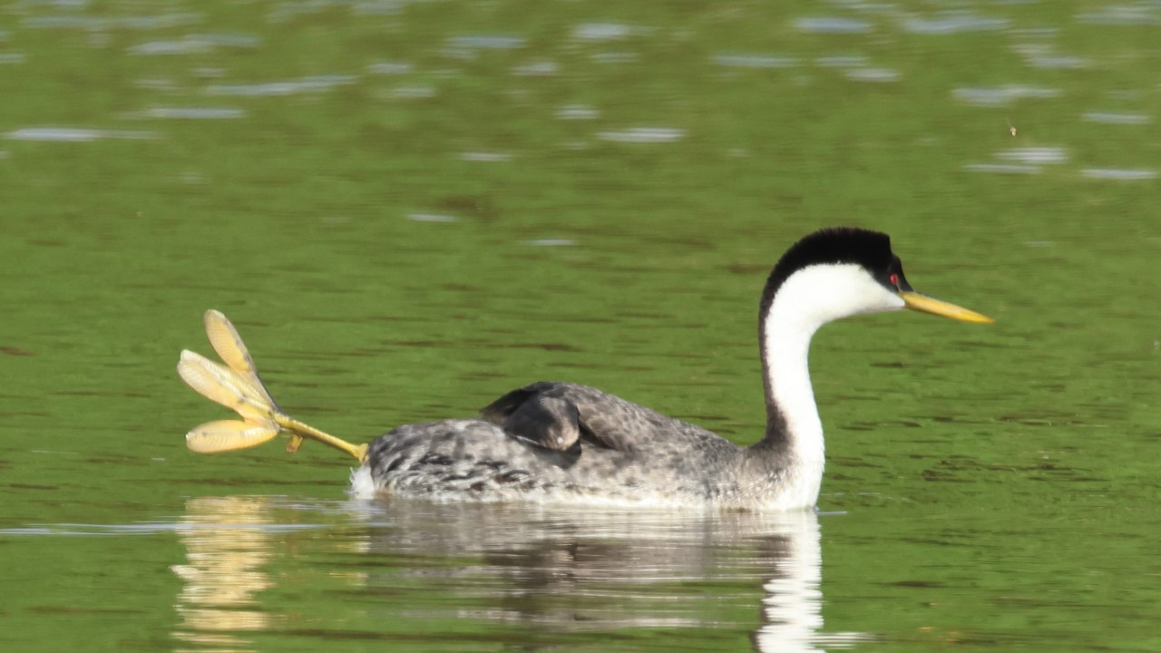 Western Grebe swimming on green water with one foot raised up and back behind its body, showing separate lobed toes rather than webbing.