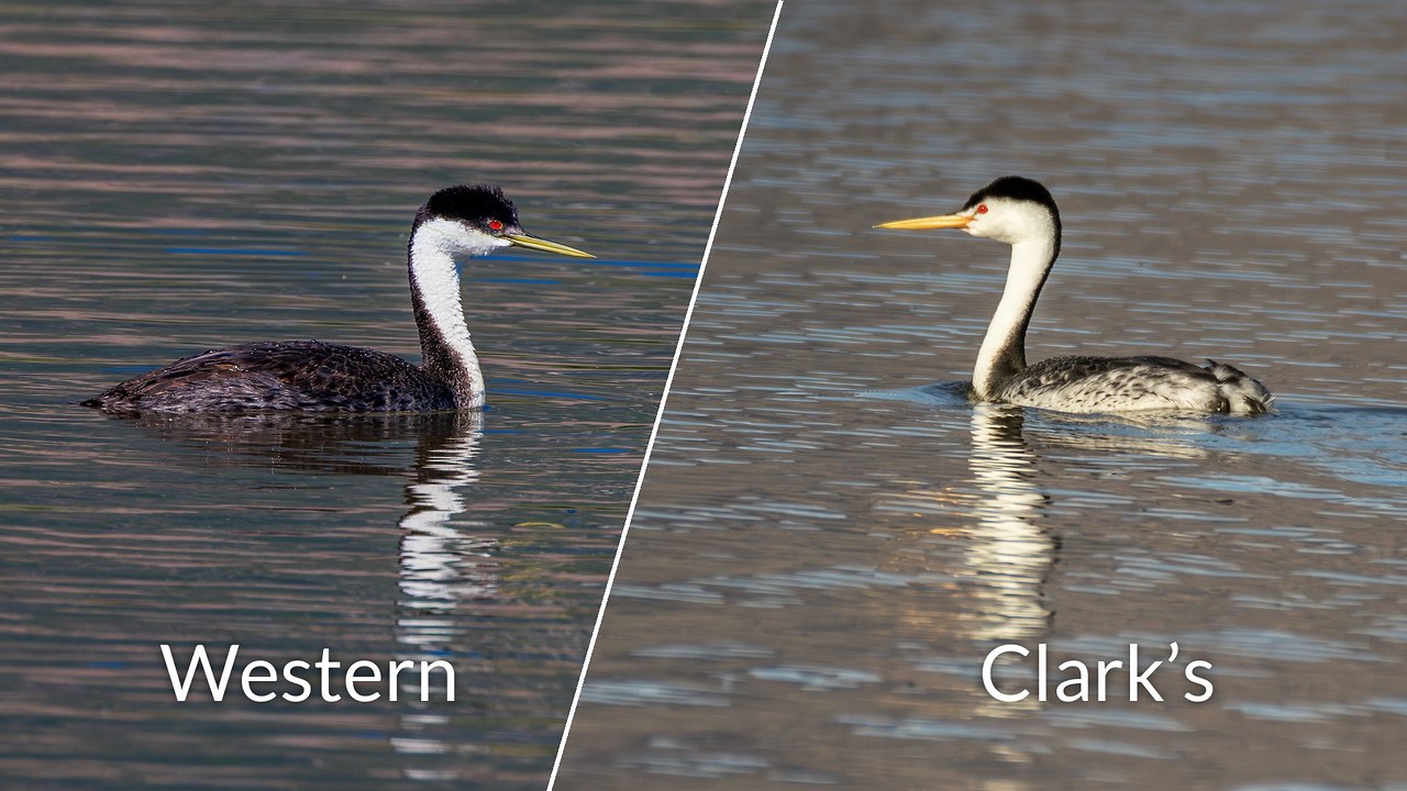 Side-by-side comparison of a Western Grebe on the left and a Clark’s Grebe on the right, separated by a diagonal line and labeled. The Western’s red eye sits inside the black cap and its bill is greenish-yellow; the Clark’s eye sits in white, its bill is brighter orange-yellow, and its flanks are paler.