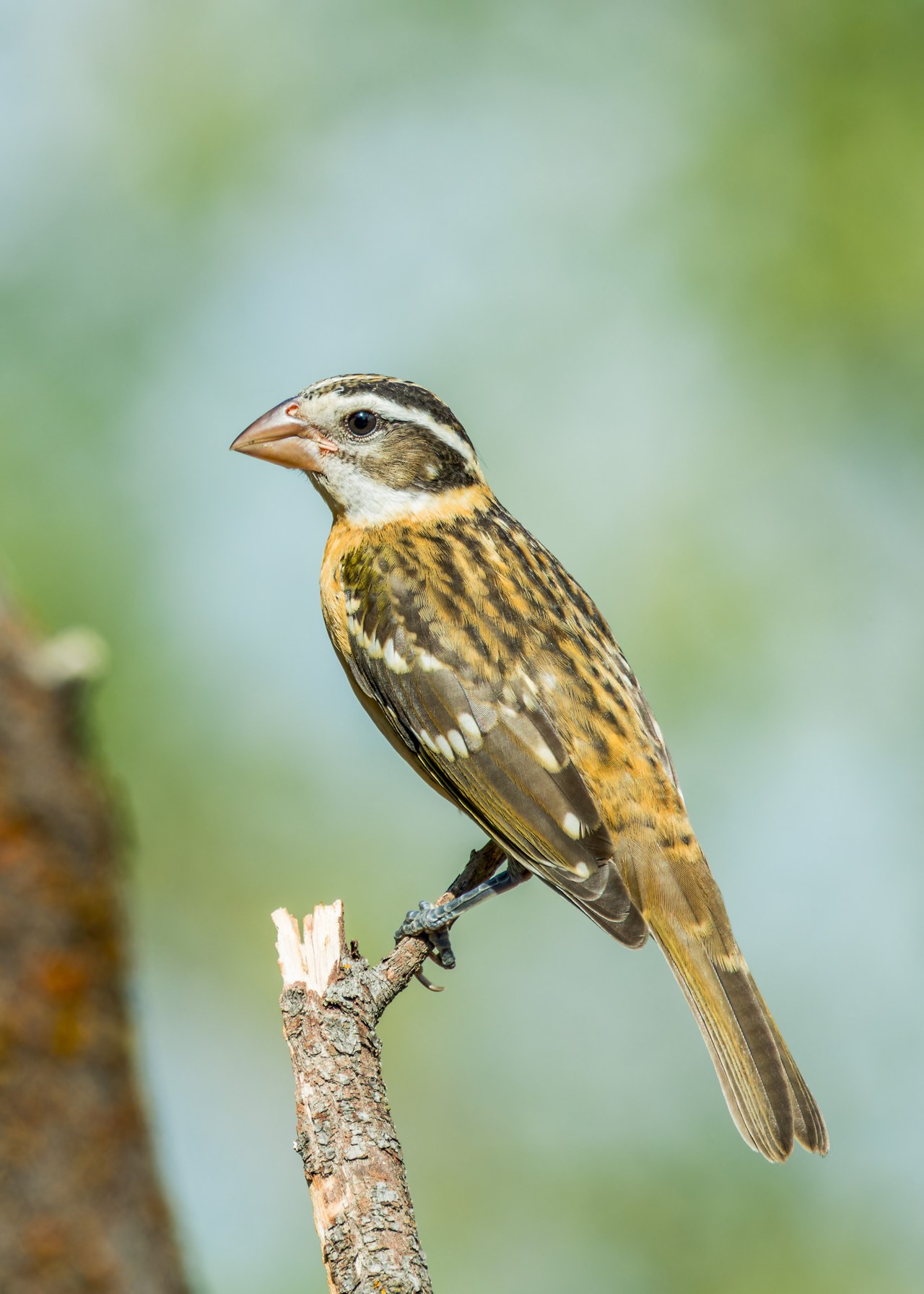 Female Black-headed Grosbeak perched on a broken branch, showing a large pale bill, bold facial stripes, brown plumage, and heavily streaked underparts.