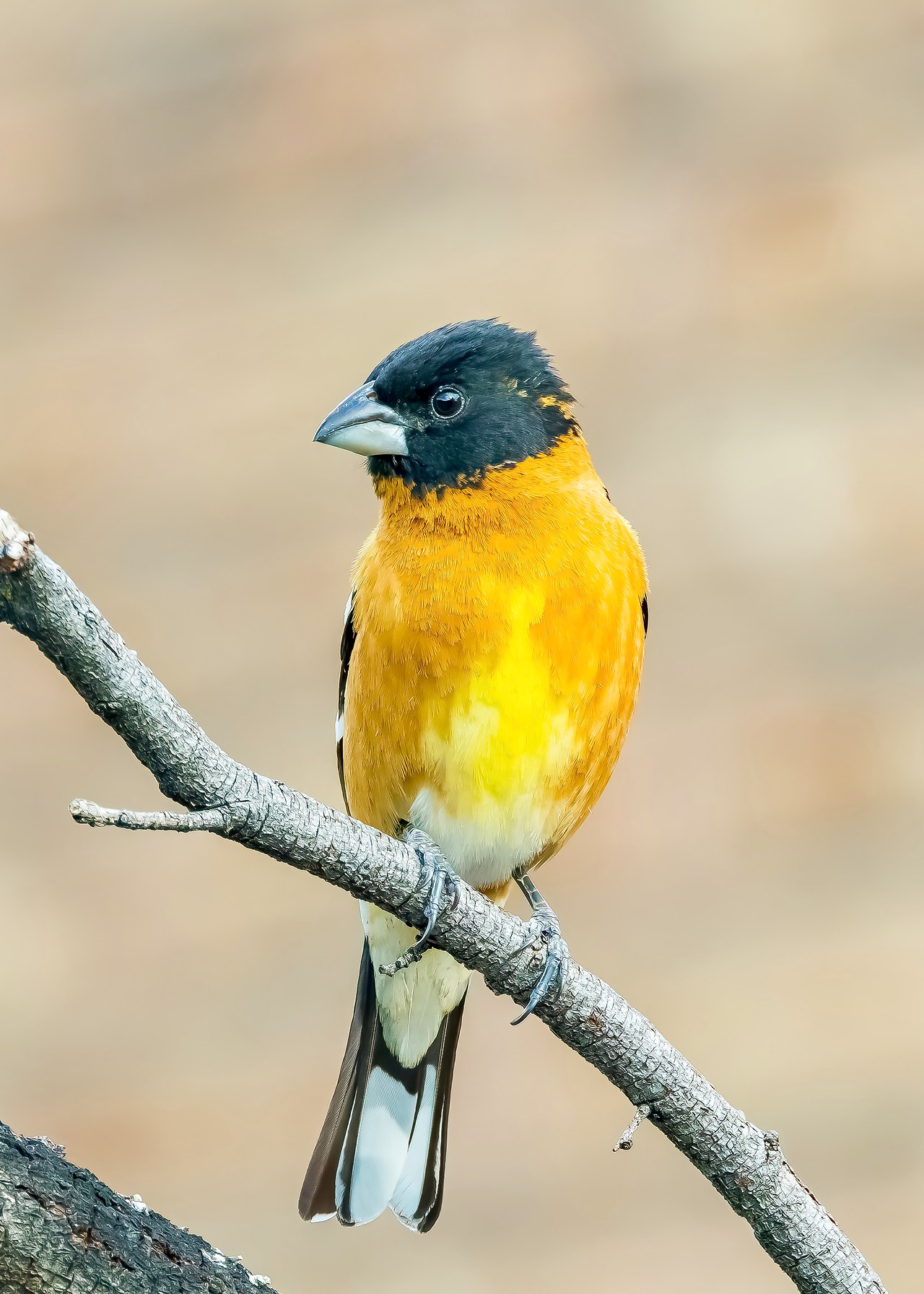 Close portrait of a male Black-headed Grosbeak showing its massive pale bill, black head, orange breast, and white wing markings.