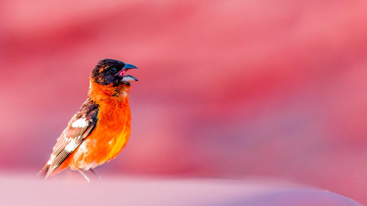 Male Black-headed Grosbeak perched with its bill open against a soft pink background, showing its black head, orange breast, and bold white wing patches.