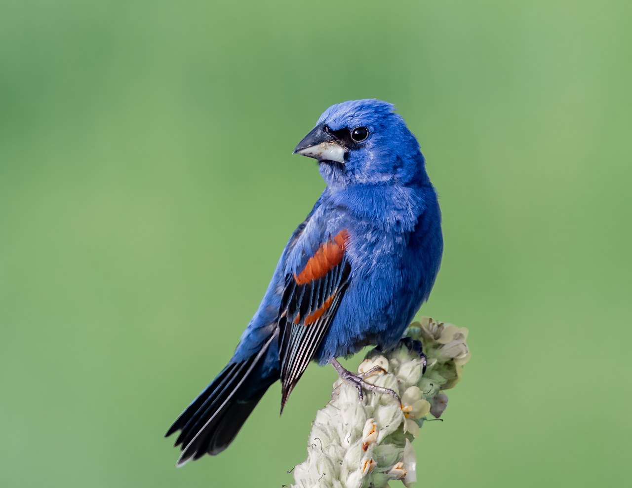 Male Blue Grosbeak perched on a flowering stalk, showing deep blue plumage, a heavy bill, and rusty wing bars.