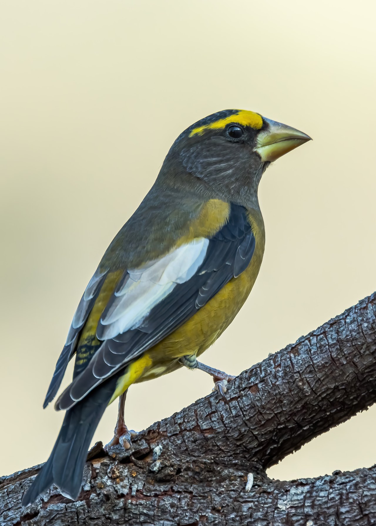 Male Evening Grosbeak perched on a thick branch, showing a massive pale bill, yellow forehead and body, and contrasting black and white wings.