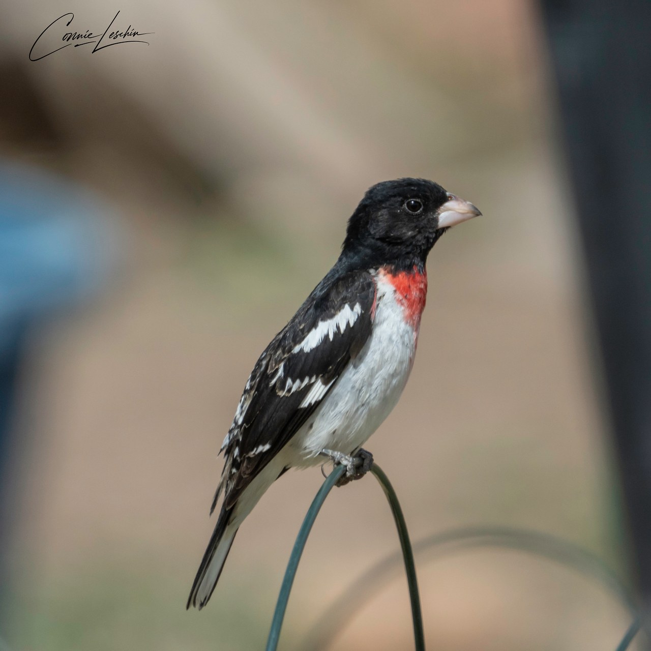 Male Rose-breasted Grosbeak perched upright, showing a black head and back, white underparts, white wing markings, and a bright red breast patch.