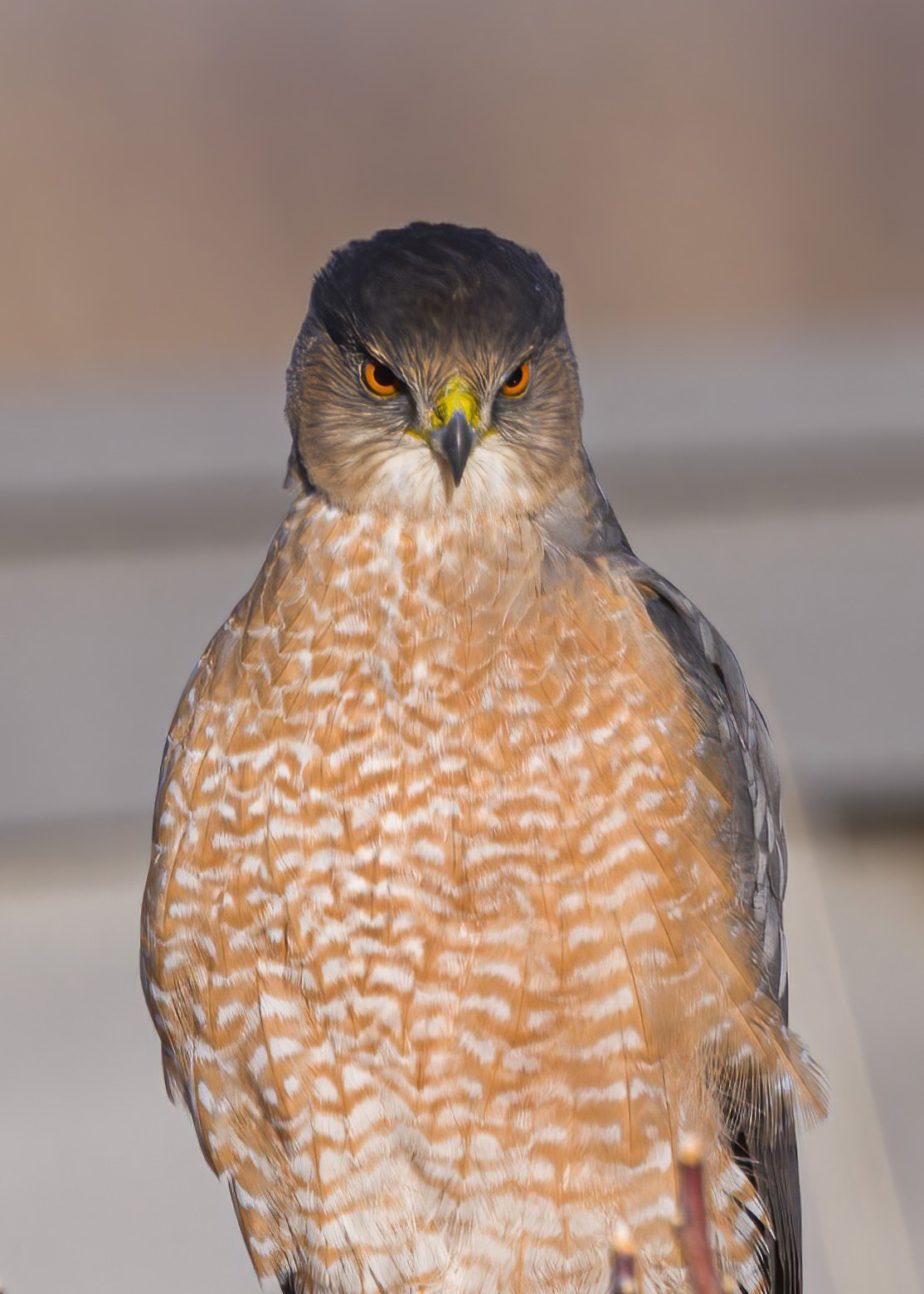 Cooper’s Hawk close-up portrait with intense orange eyes