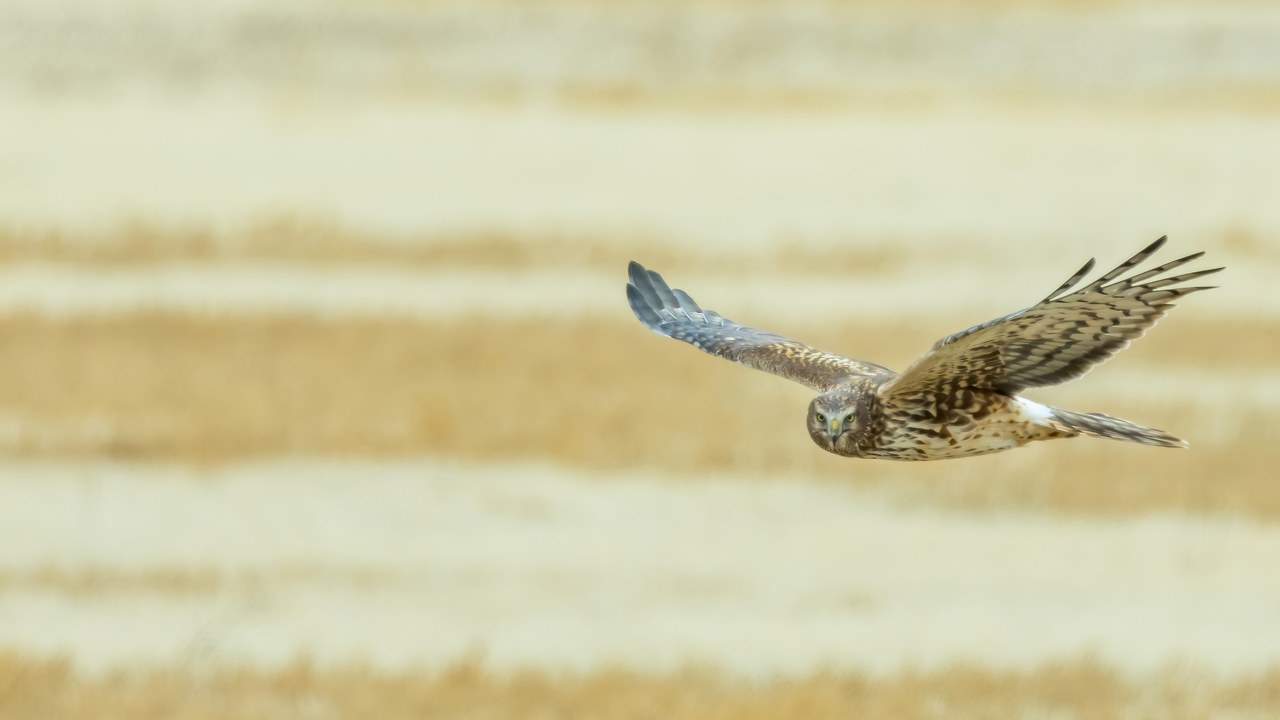 Northern Harrier flying low over open fields while hunting
