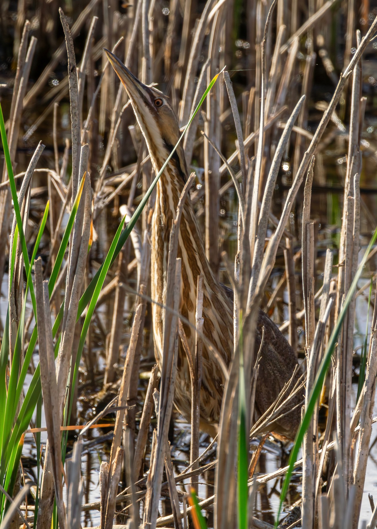American Bittern blending into cattails and marsh vegetation.