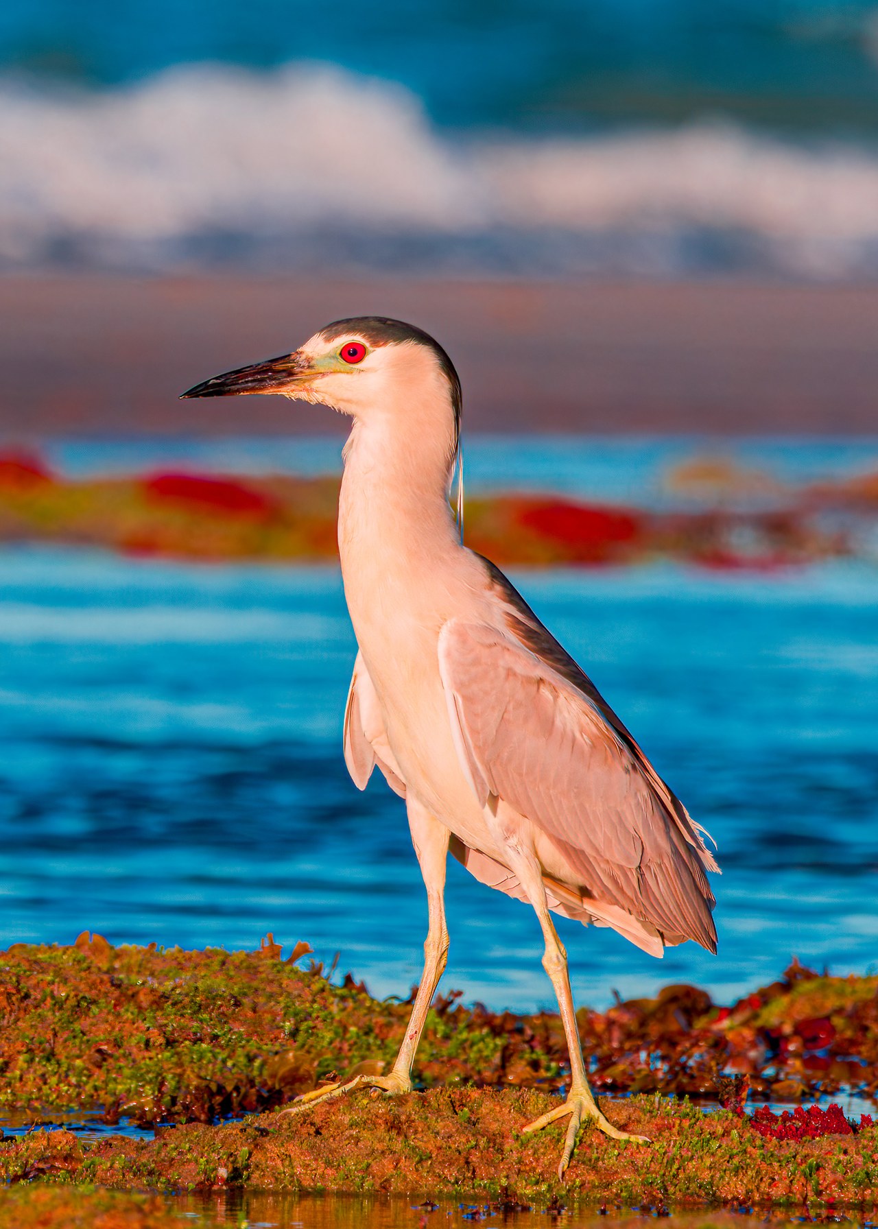 Black-crowned Night-Heron standing along a colorful shoreline.