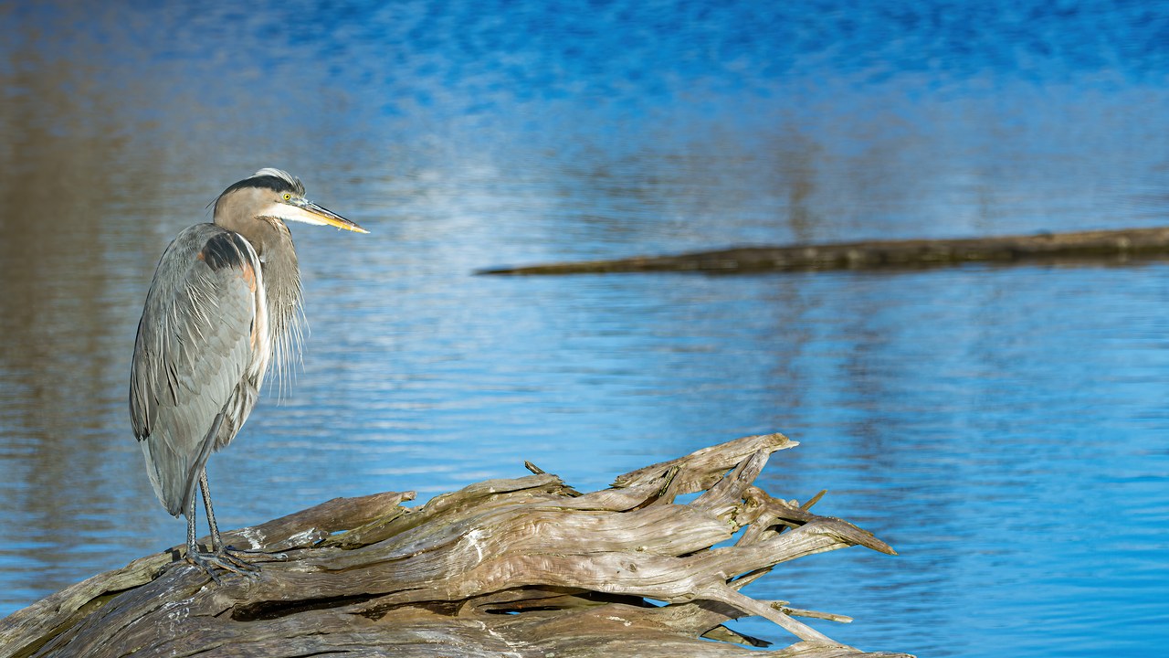 Great Blue Heron perched on driftwood above calm blue water.