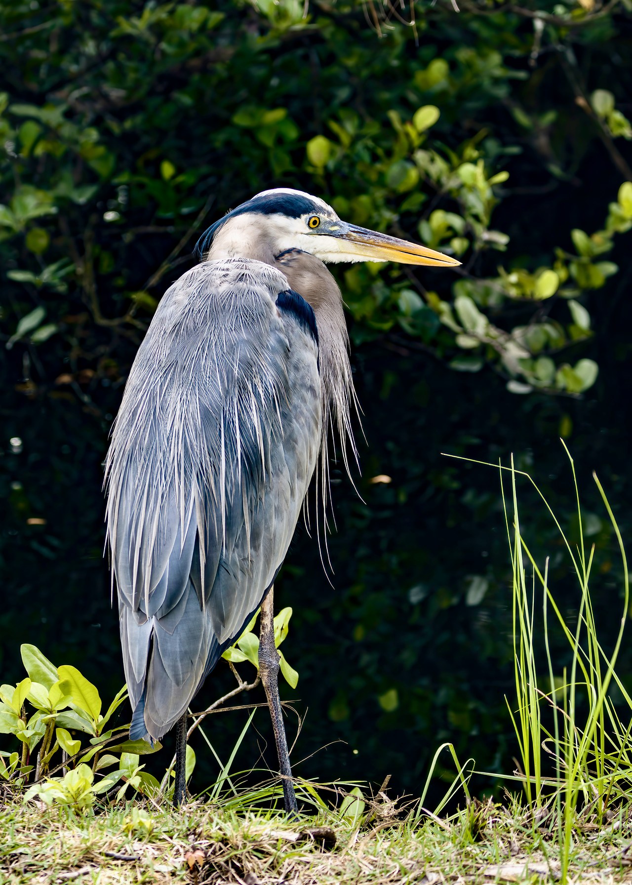 Great Blue Heron portrait showing detailed plumage and yellow eye.