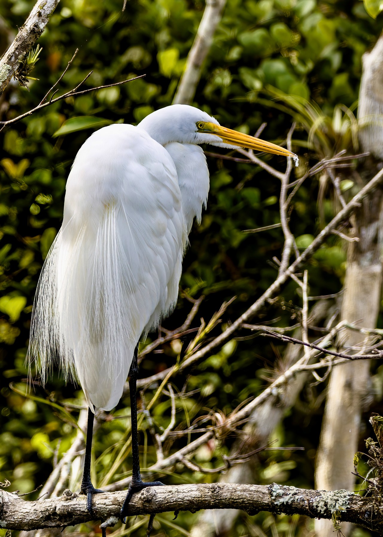Great Egret perched on a branch showing breeding plumes.