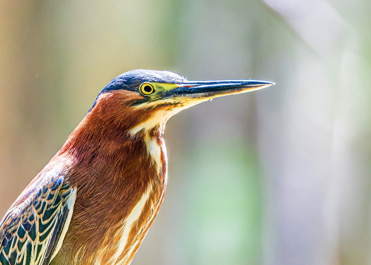 Green Heron portrait showing rich chestnut plumage and bright yellow eye.