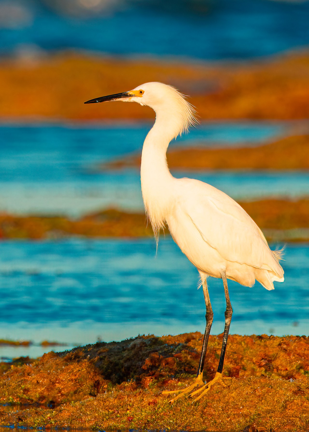 Snowy Egret standing in shallow water showing yellow feet.