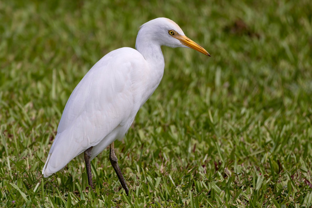 Western Cattle Egret walking through short grass.