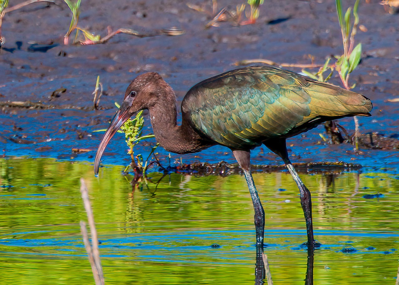 White-faced Ibis feeding in shallow wetland water.