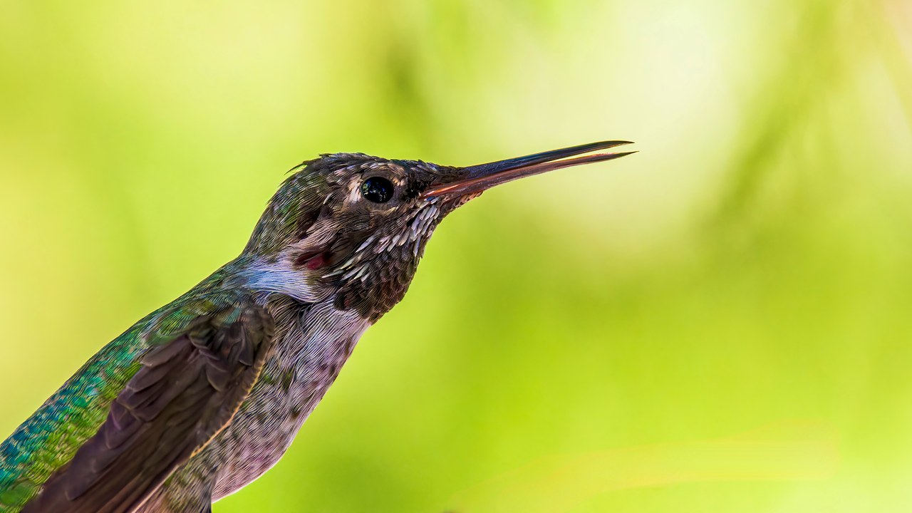 Anna's Hummingbird in extreme close-up showing its long bill, dark eye, green back, and iridescent throat feathers.