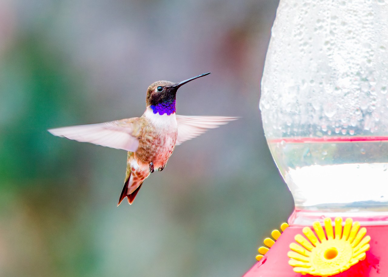 Male Black-chinned Hummingbird hovering beside a backyard nectar feeder with its iridescent purple gorget catching the light.