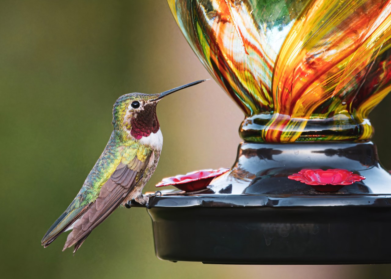 Male Broad-tailed Hummingbird perched at a colorful glass nectar feeder, showing its iridescent rose-magenta throat, green back, and long slender bill.