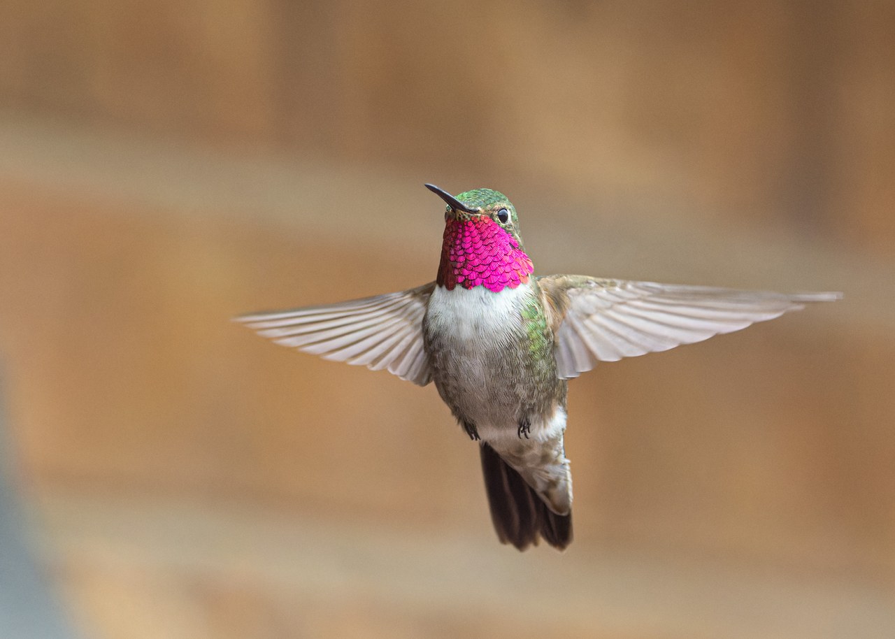 Male Broad-tailed Hummingbird hovering in front of a soft tan background with its brilliant iridescent rose-magenta gorget fully illuminated and wings outstretched.