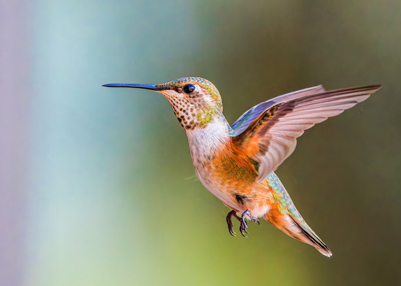 Rufous Hummingbird hovering in flight with warm orange-rufous plumage, iridescent green back, and wings frozen against a soft green background.