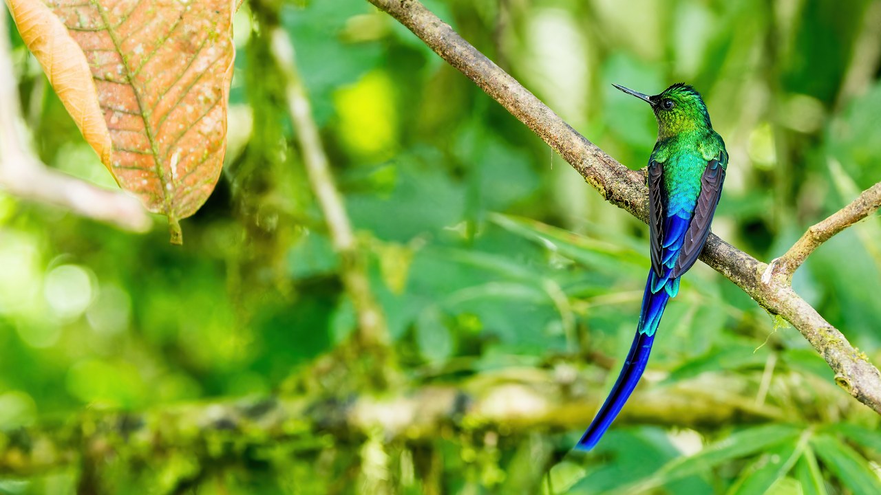 Male Violet-tailed Sylph perched on a moss-covered branch in a lush cloud forest, showing brilliant emerald plumage and an exceptionally long violet-blue tail.