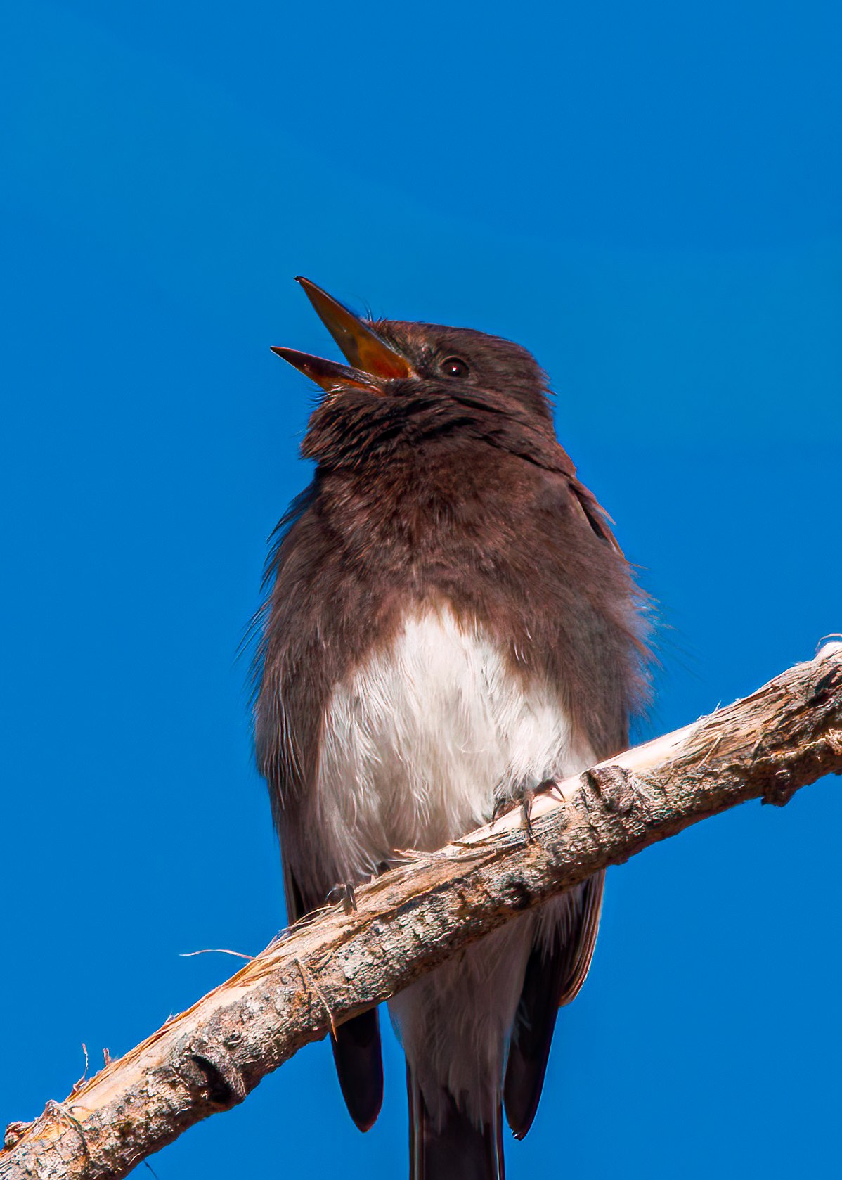 Black Phoebe perched with open beak calling.