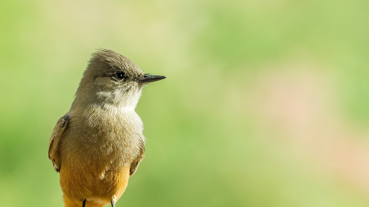 Say's Phoebe perched with warm tones and soft background.