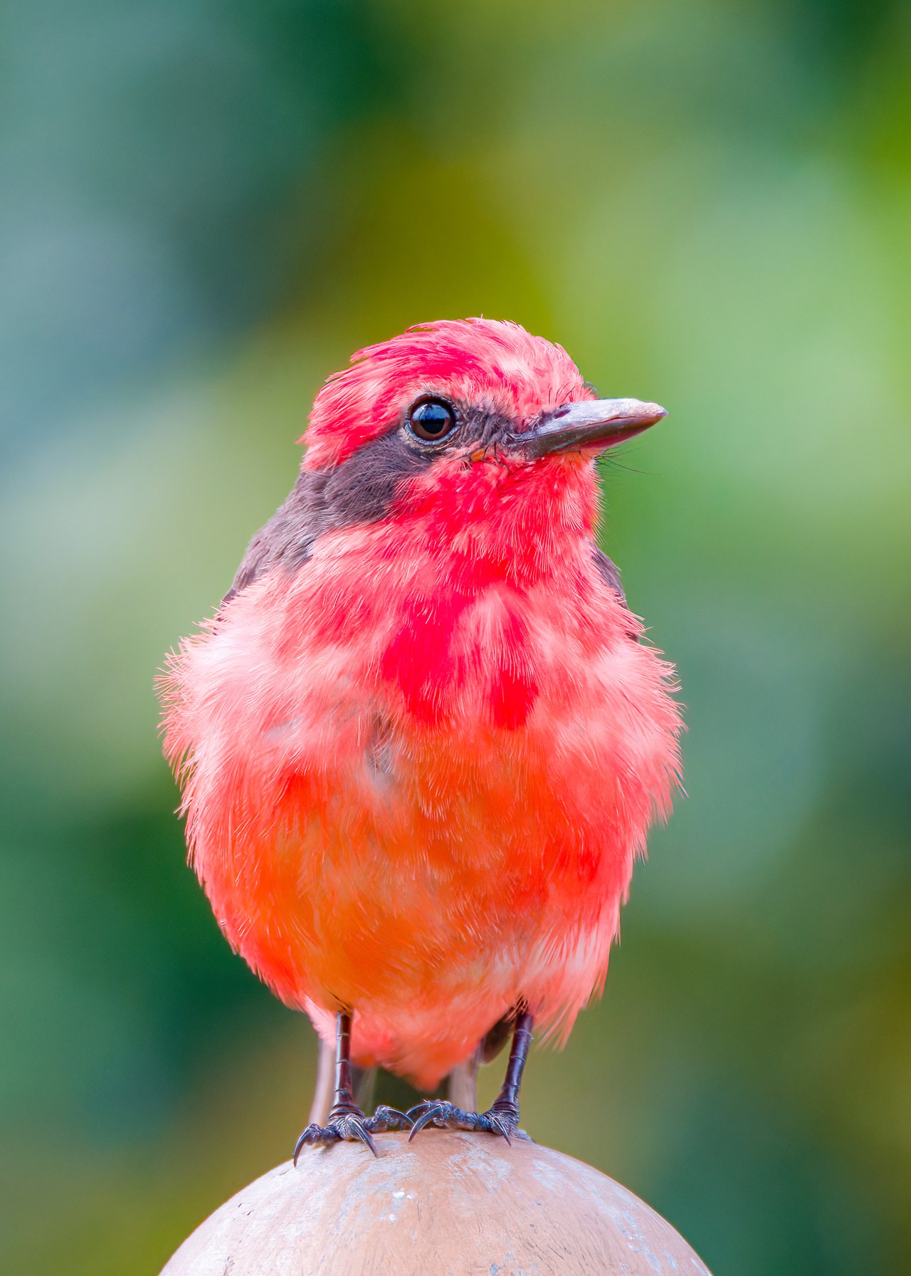 Bright red Vermilion Flycatcher perched in soft green background.