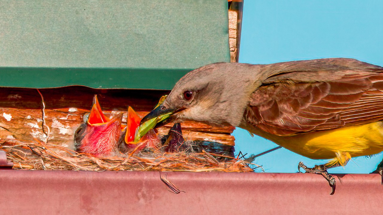 Western Kingbird feeding fledglings in a nest.