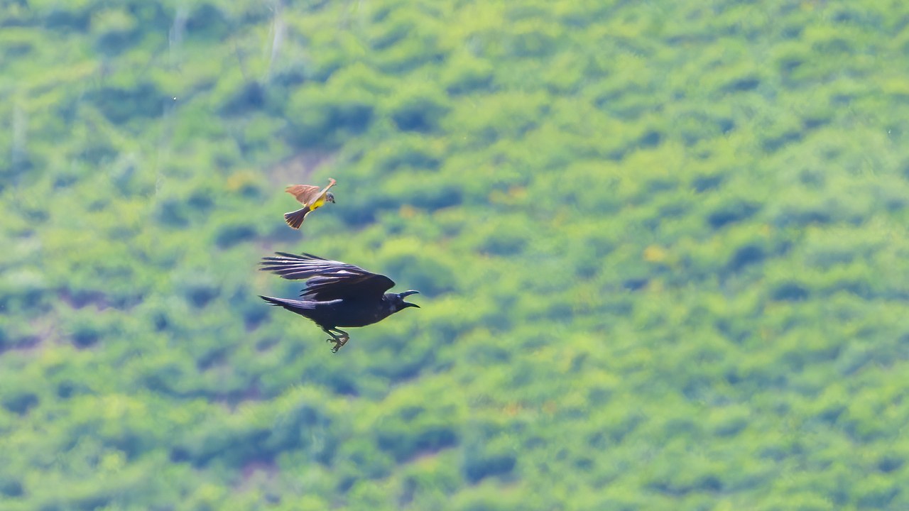 Western Kingbird chasing a raven mid-air.