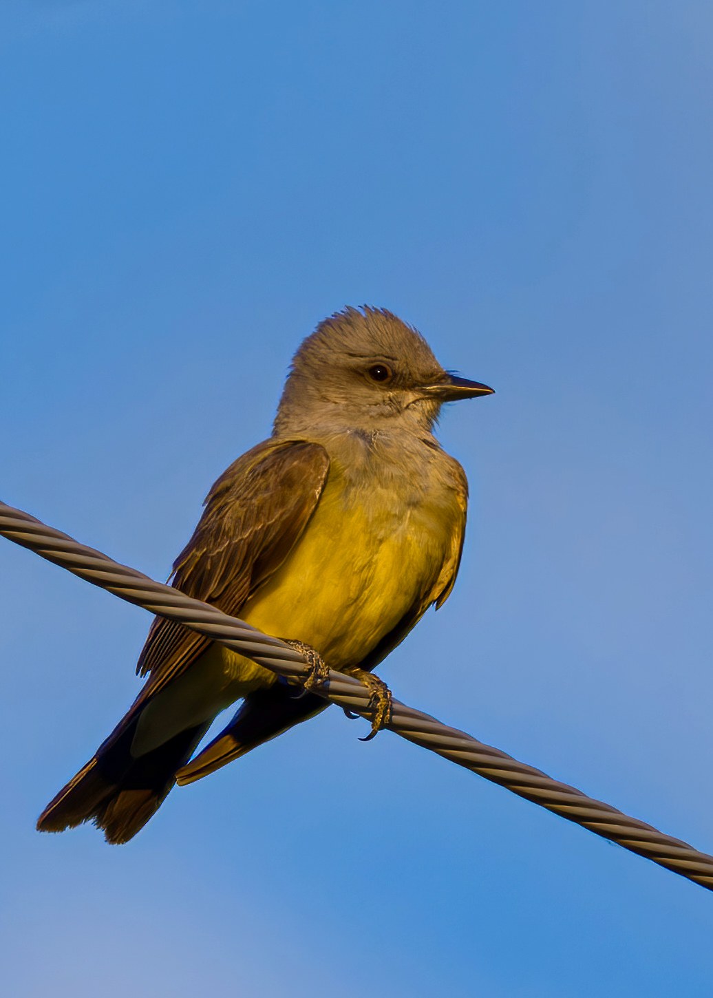 Western Kingbird perched on a wire in warm evening light.