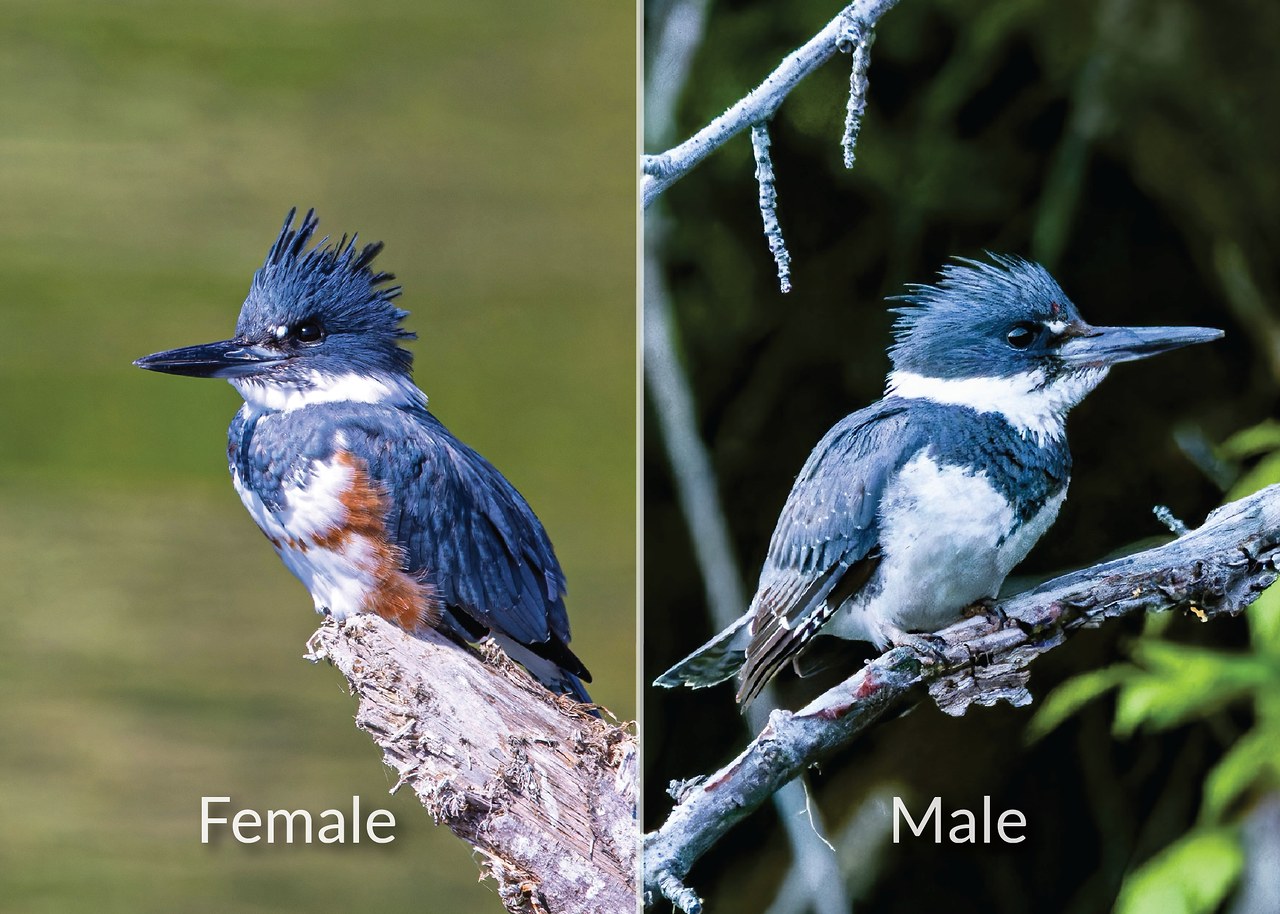Side-by-side comparison of a female Belted Kingfisher with rusty-orange belly markings and a male with a white belly and single blue-gray breast band.