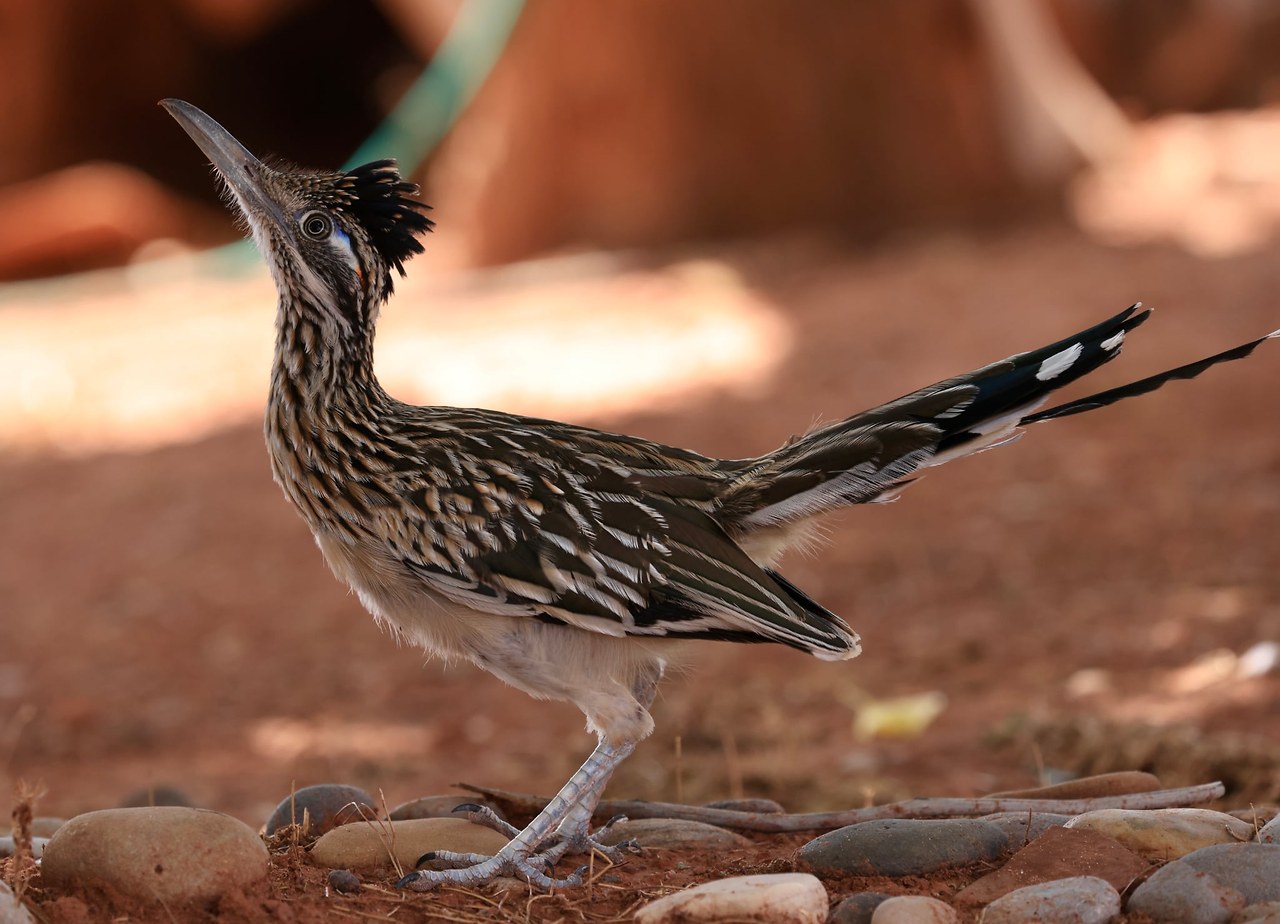 Greater Roadrunner standing in reddish desert soil with its crest raised, long tail extended, and one foot forward.
