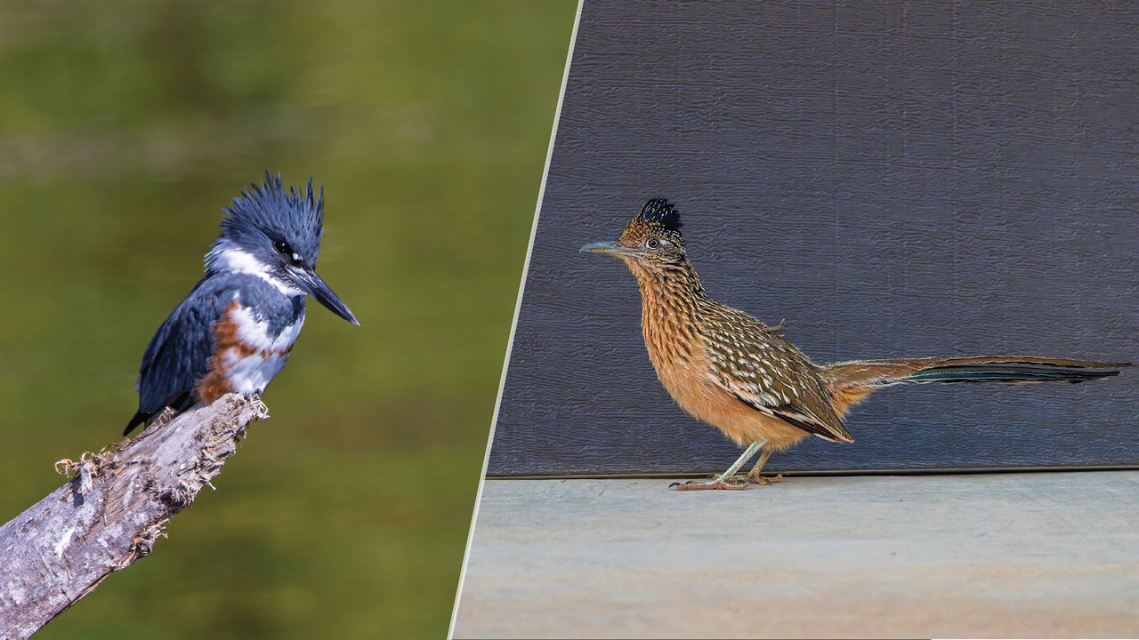 Split-photo hero showing a Belted Kingfisher flying against blue sky beside a Greater Roadrunner standing in warm desert surroundings.