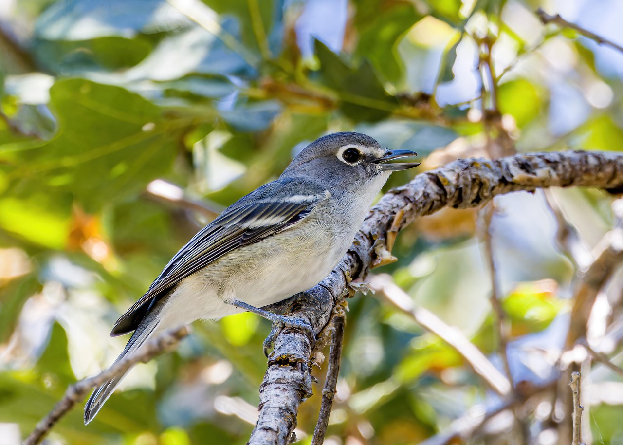 Plumbeous Vireo perched on a branch with its bill open, showing gray plumage, bold white spectacles, and pale wing bars.