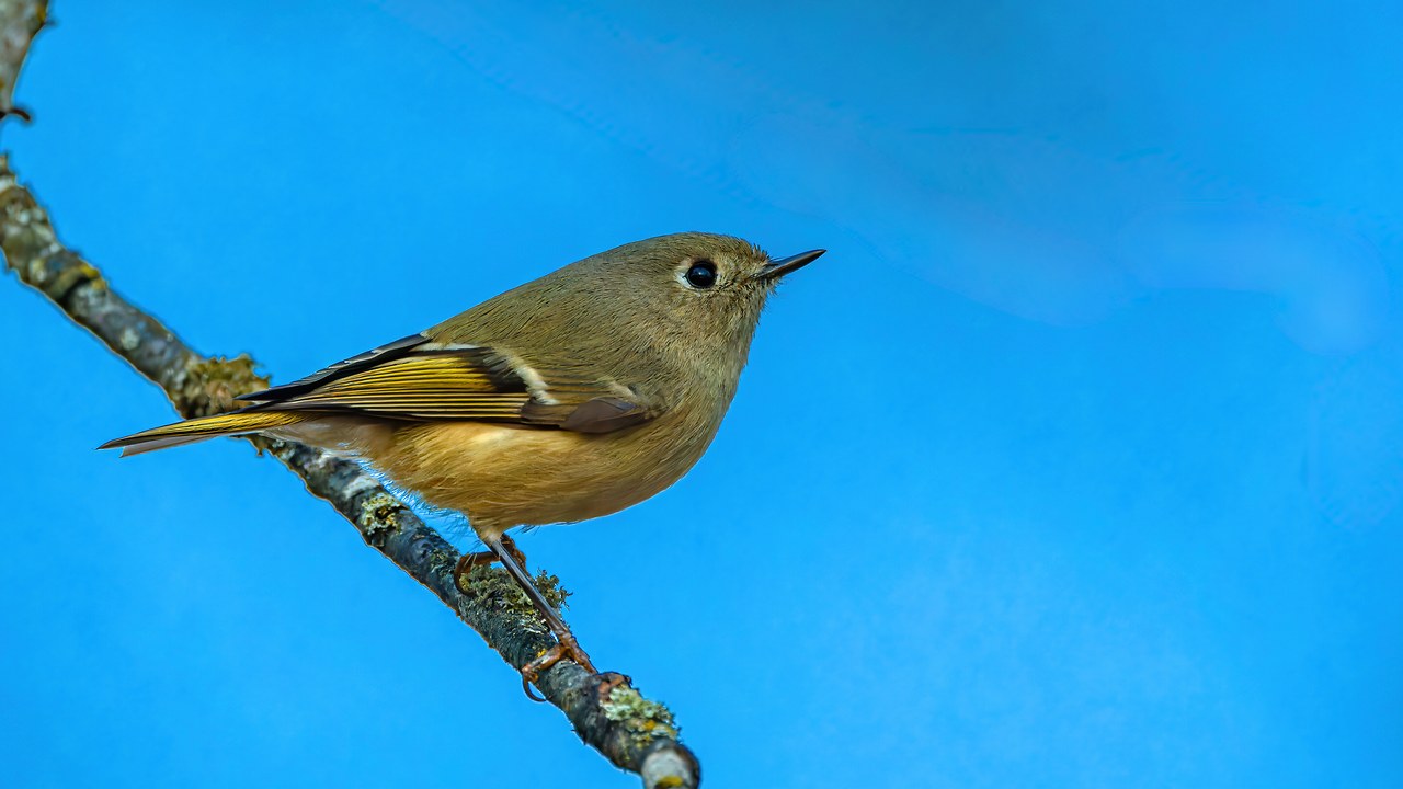 Ruby-crowned Kinglet perched on a diagonal branch against a bright blue sky, showing olive plumage and pale wing bars.