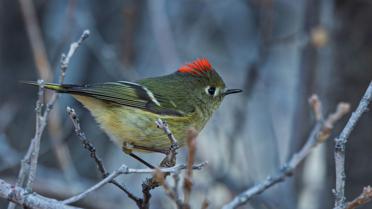 Ruby-crowned Kinglet perched among bare twigs with its normally hidden bright red crown feathers fully raised.