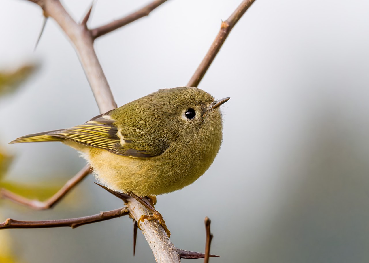 Ruby-crowned Kinglet perched on a bare branch against a soft gray background with its red crown hidden.