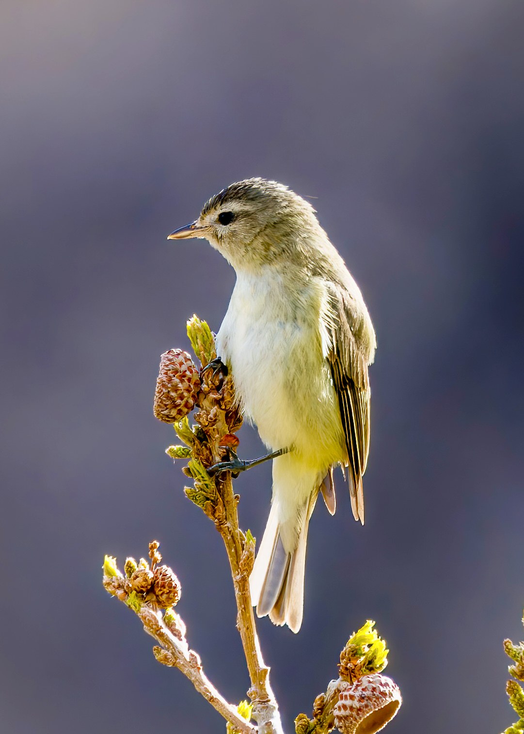 Warbling Vireo perched upright on a budding branch with pale underparts and muted olive-gray upperparts.