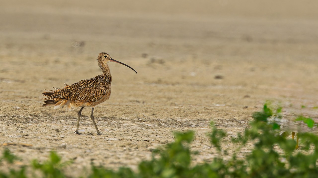 Long-billed Curlew standing on open sandy ground, showing warm brown patterned plumage and its exceptionally long downcurved bill.