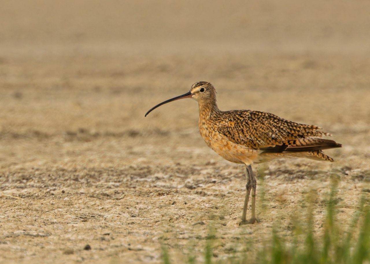 Long-billed Curlew standing on a sandy shoreline, showing its warm cinnamon-colored plumage, intricately patterned wings, long legs, and exceptionally long downward-curving bill.