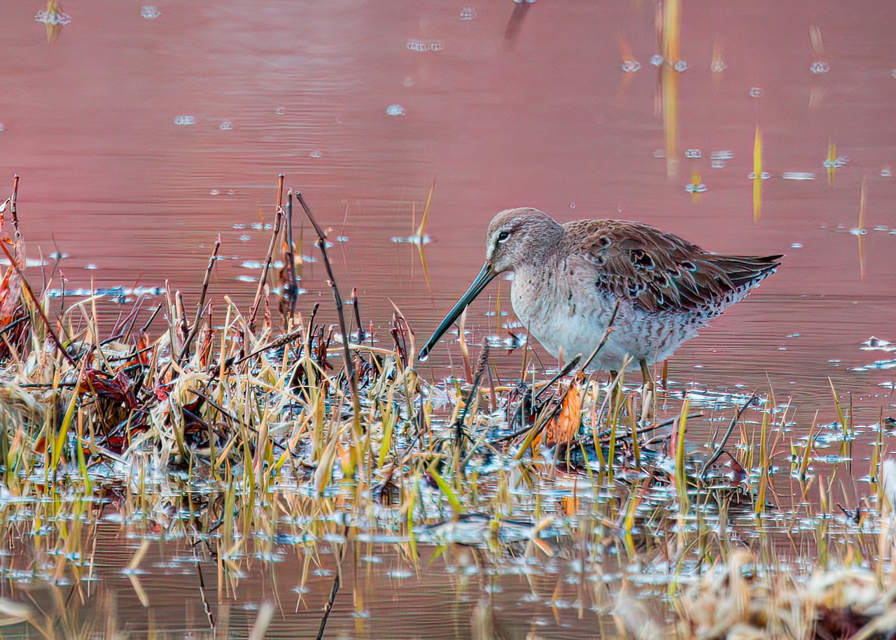 Long-billed Dowitcher among marsh vegetation and shallow spring runoff water, with long straight bill and softly patterned gray-brown plumage.
