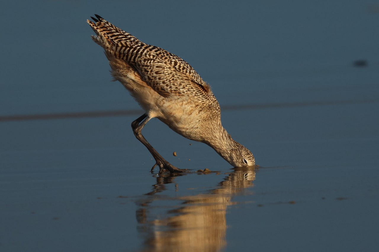 Marbled Godwit leaning forward with its head buried in wet sand, showing its intricately patterned brown plumage, dark legs, and reflection in the shallow water.