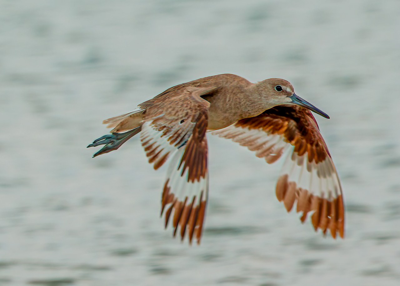 Willet flying over water with its wings spread, revealing the bold black-and-white wing pattern that contrasts with its otherwise plain brownish-gray plumage.