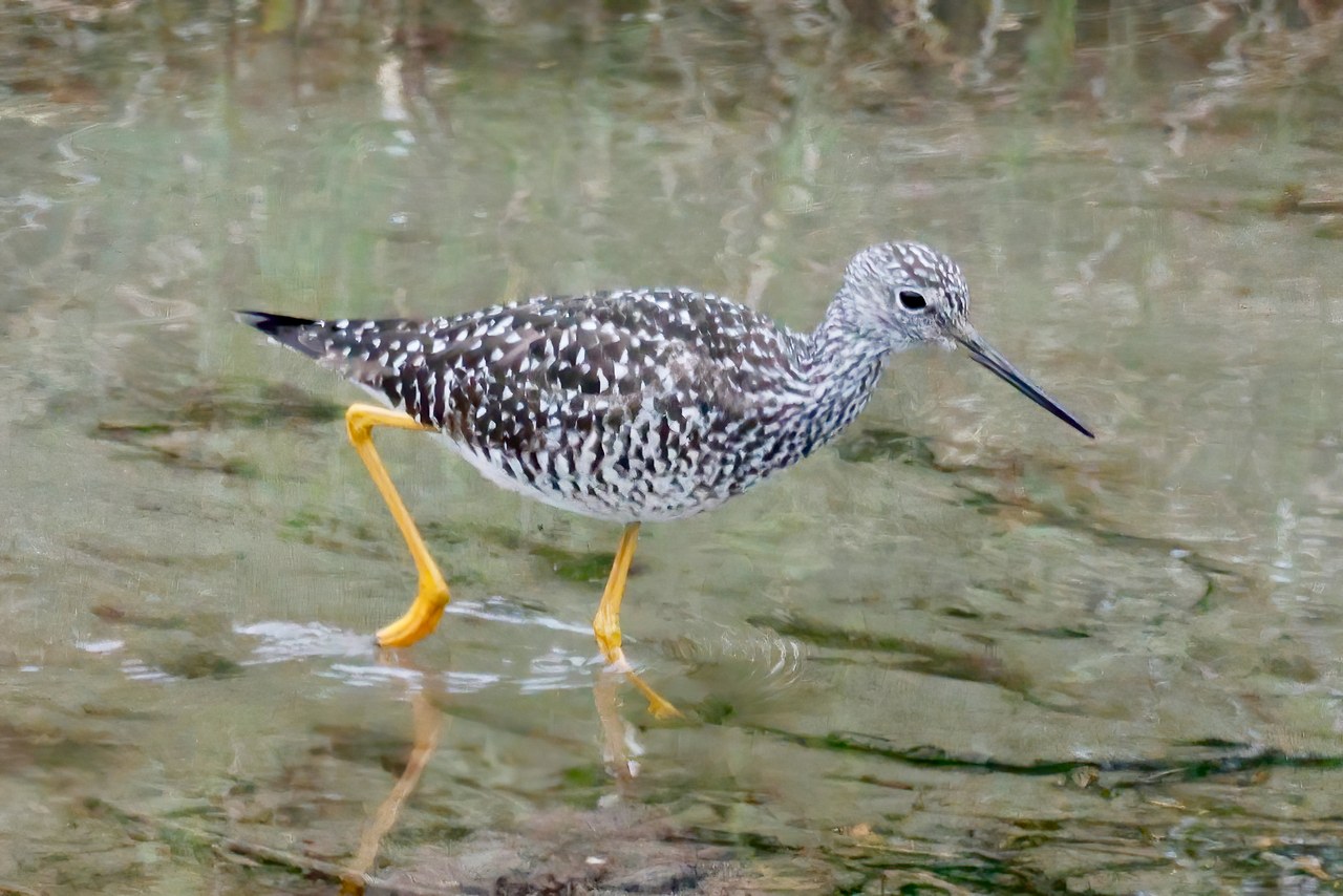 Yellowlegs walking through shallow water, showing bright yellow legs, pale-speckled gray-brown plumage, and a long dark bill.