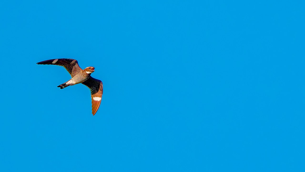 Common Nighthawk flying across a bright blue sky with long pointed wings and bold white wing patches visible.