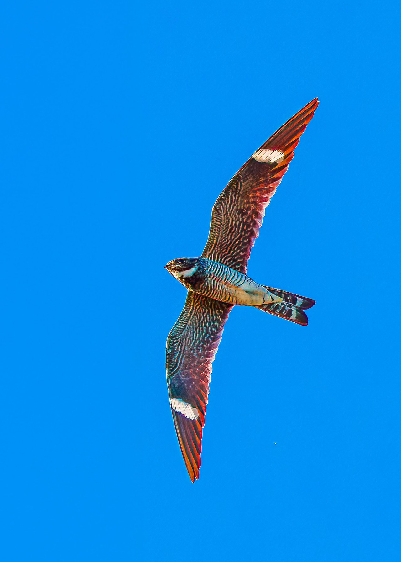 Common Nighthawk banking in flight against a blue sky, showing its long pointed wings, barred underside, and bold white patches across both wings.