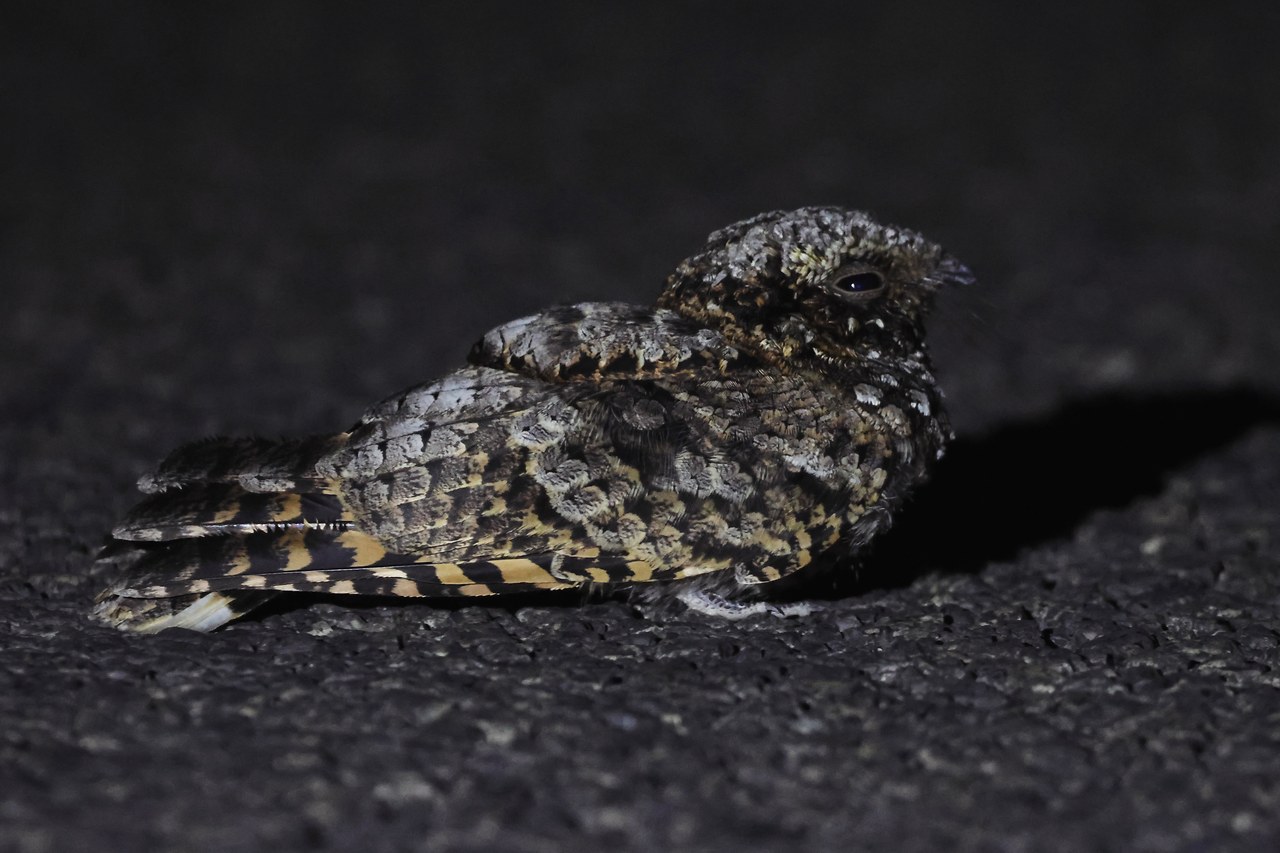 Common Poorwill resting on dark rocky ground, its mottled gray, brown, and buff plumage blending almost perfectly into the surrounding gravel.